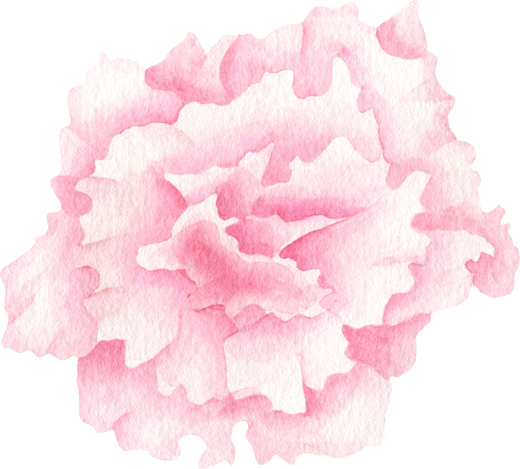 Pink flower watercolor illustration